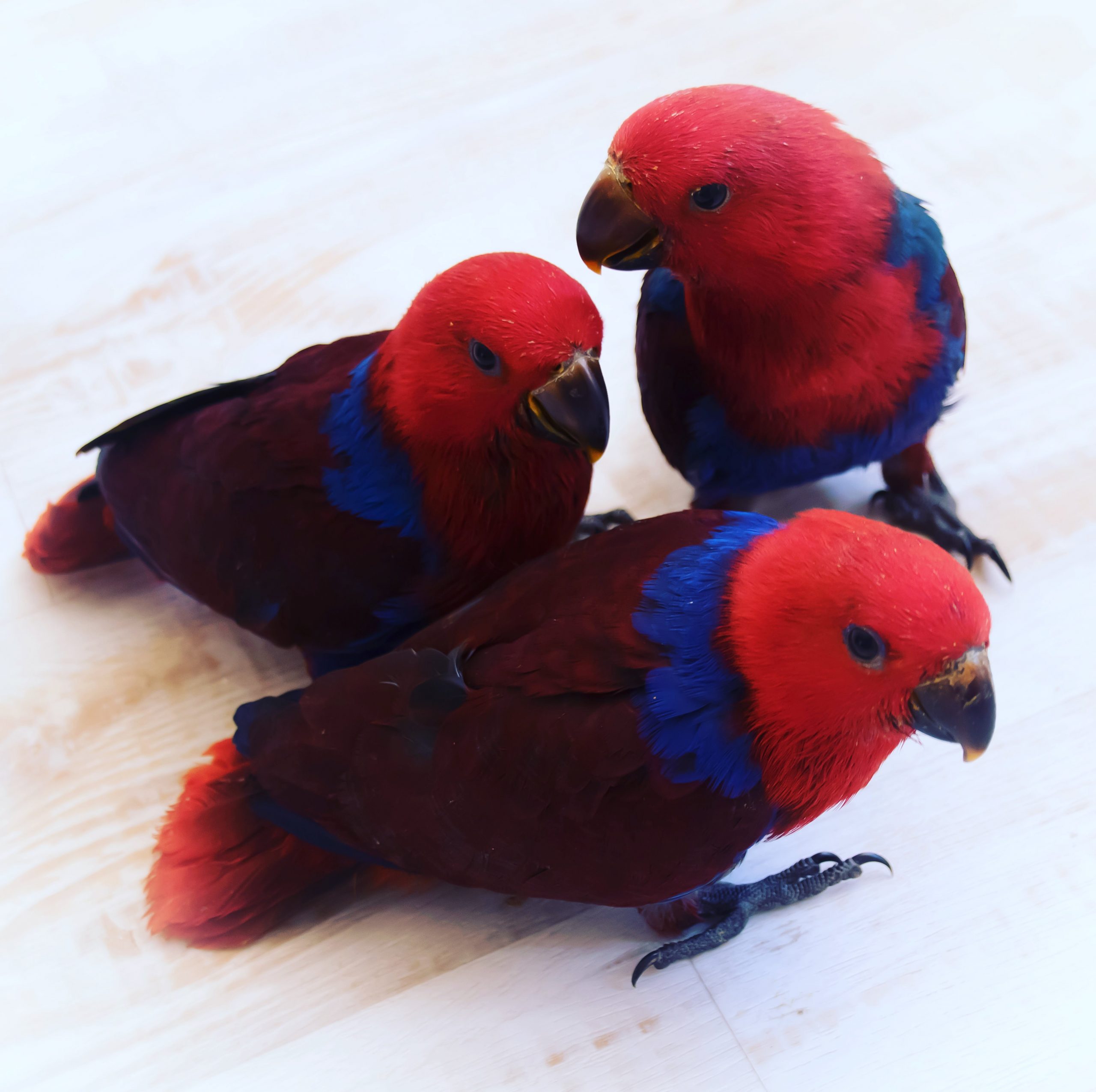 Eclectus parrot as store pets