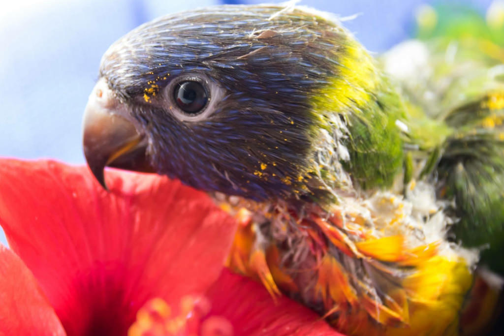 Rainbow Lorikeet Baby