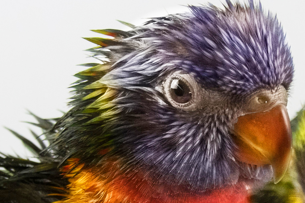 Rainbow Lorikeet Wet