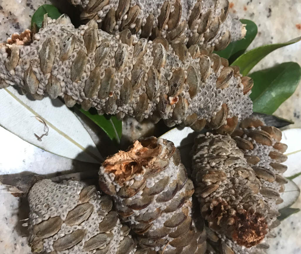 Banksia cones