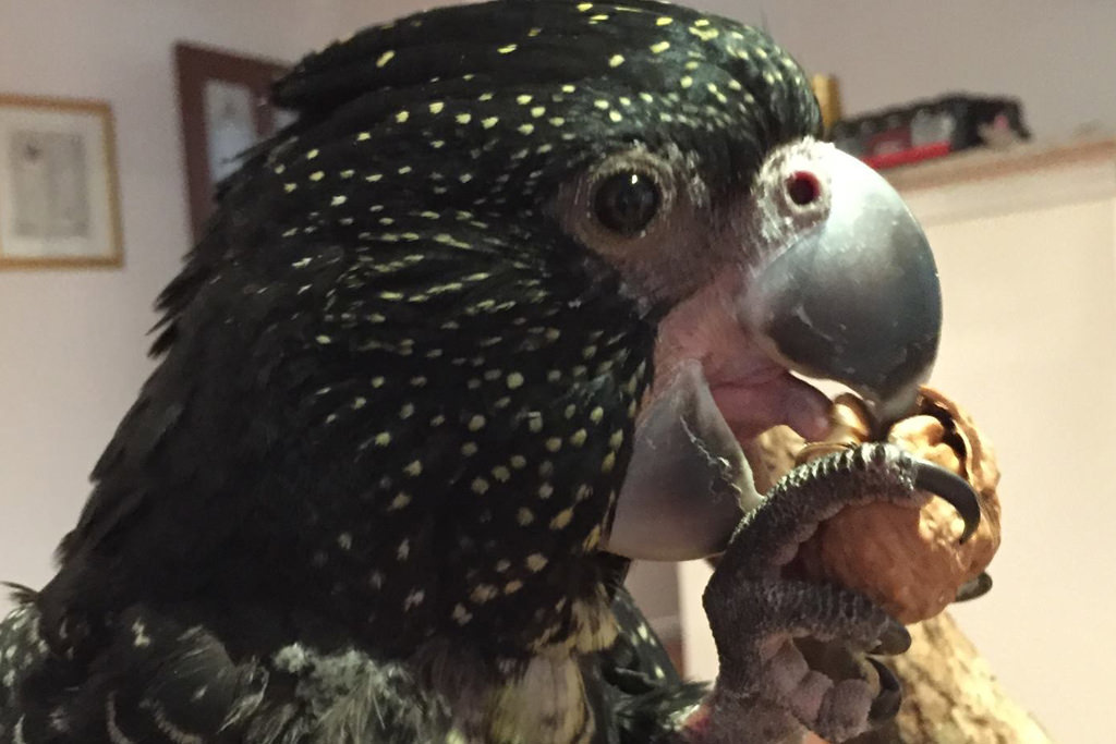 Black store cockatoo pet