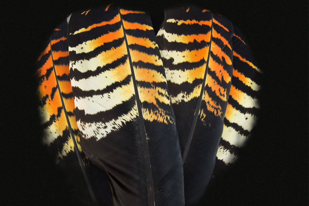 Black Cockatoo Feathers