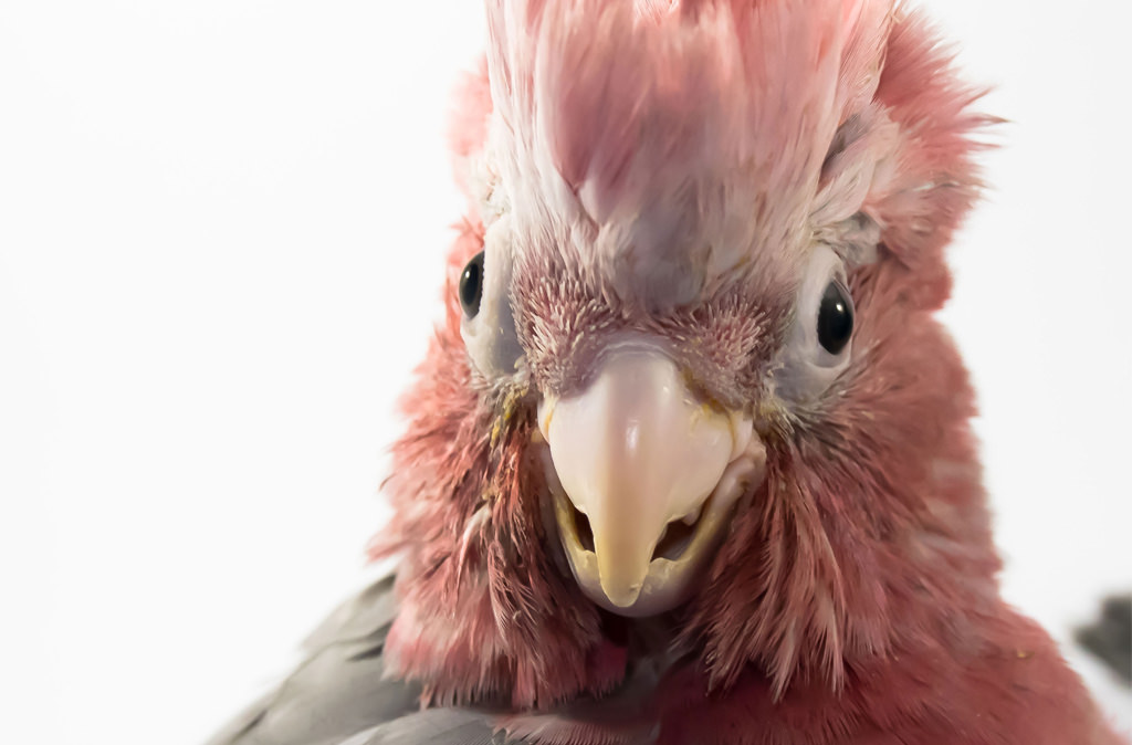 apartment living with a galah cockatoo