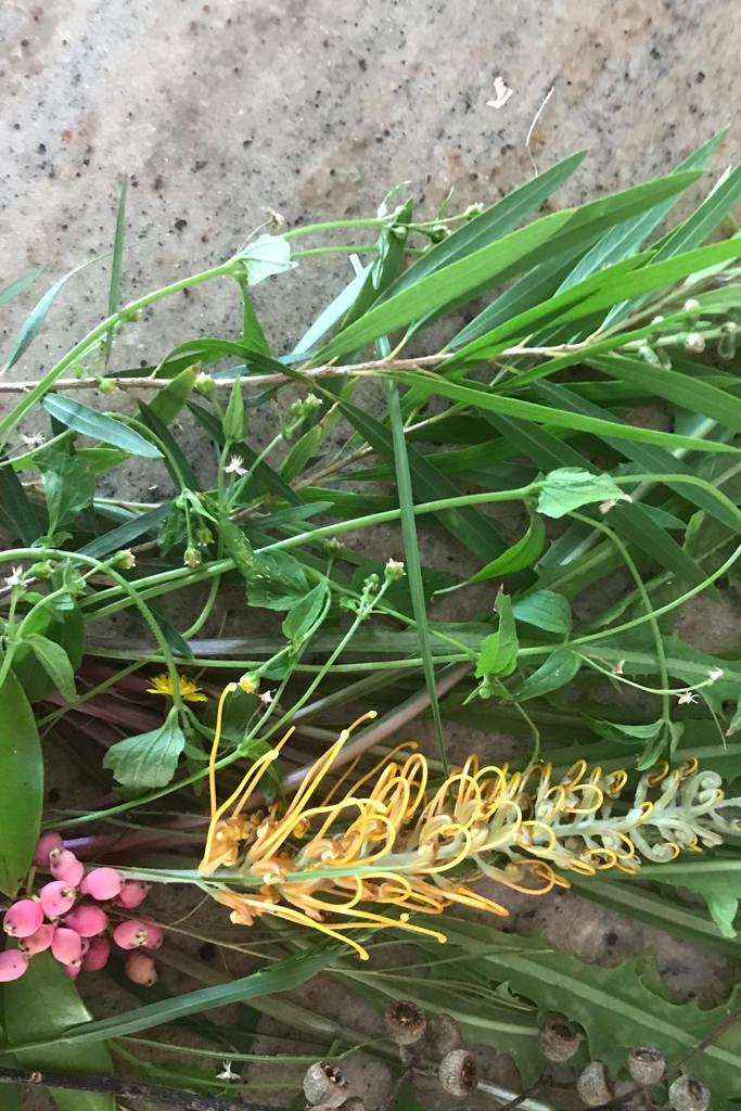 Parrot Bush Food