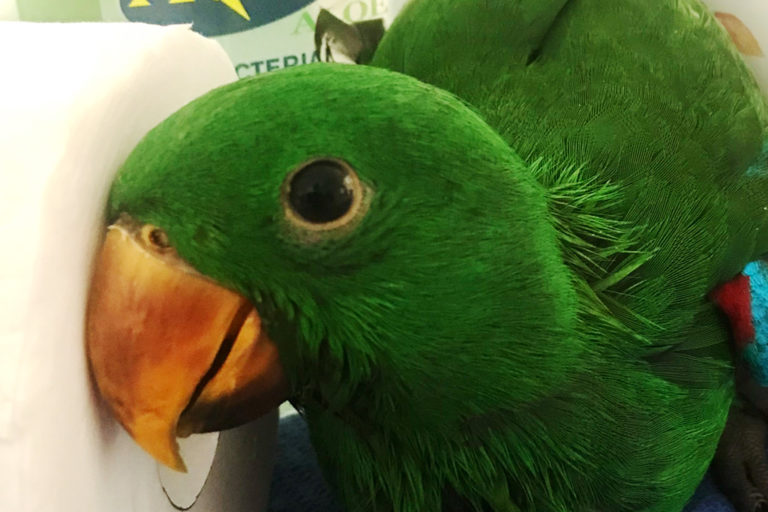 eclectus male and toilet paper