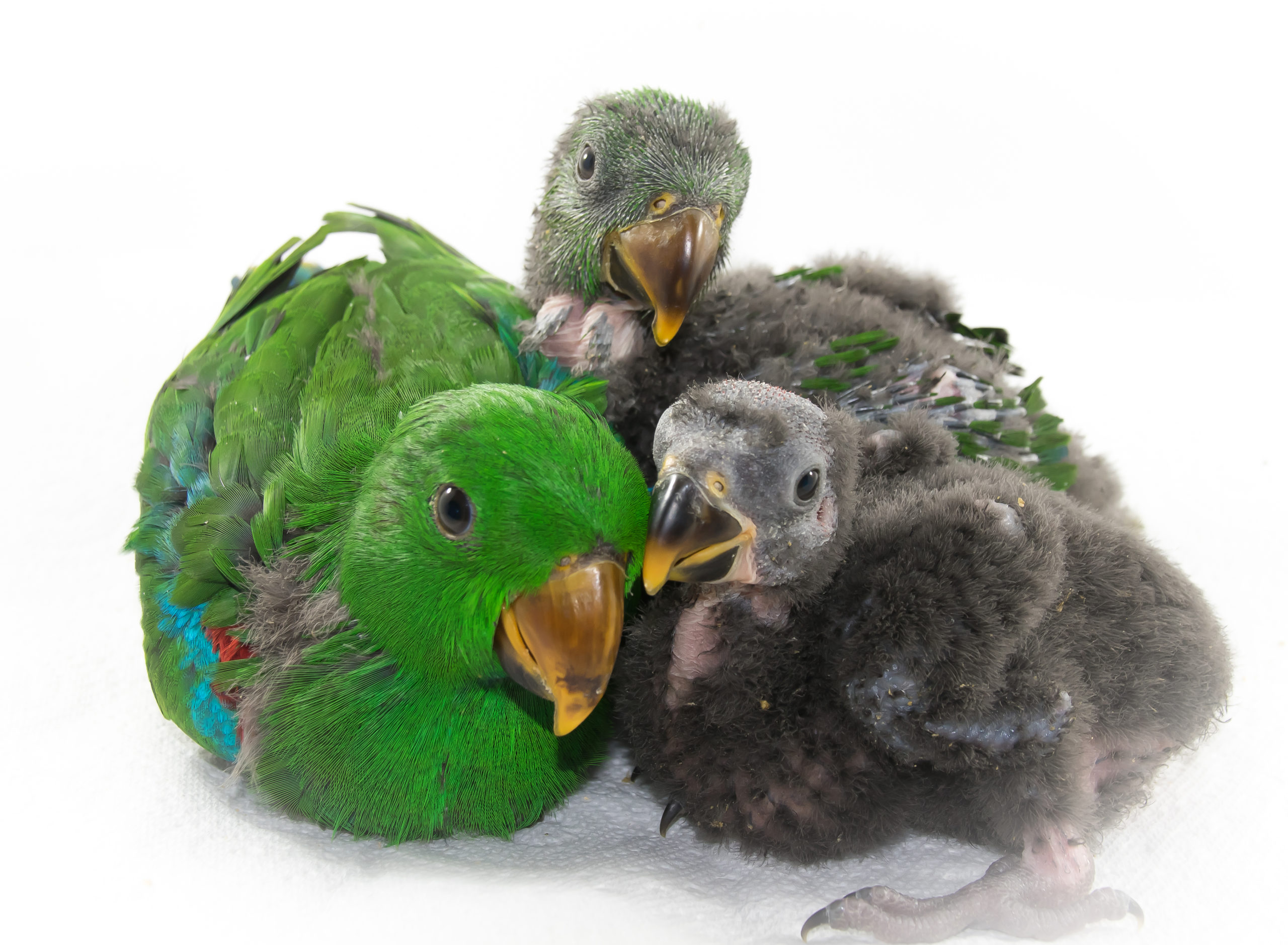 eclectus three