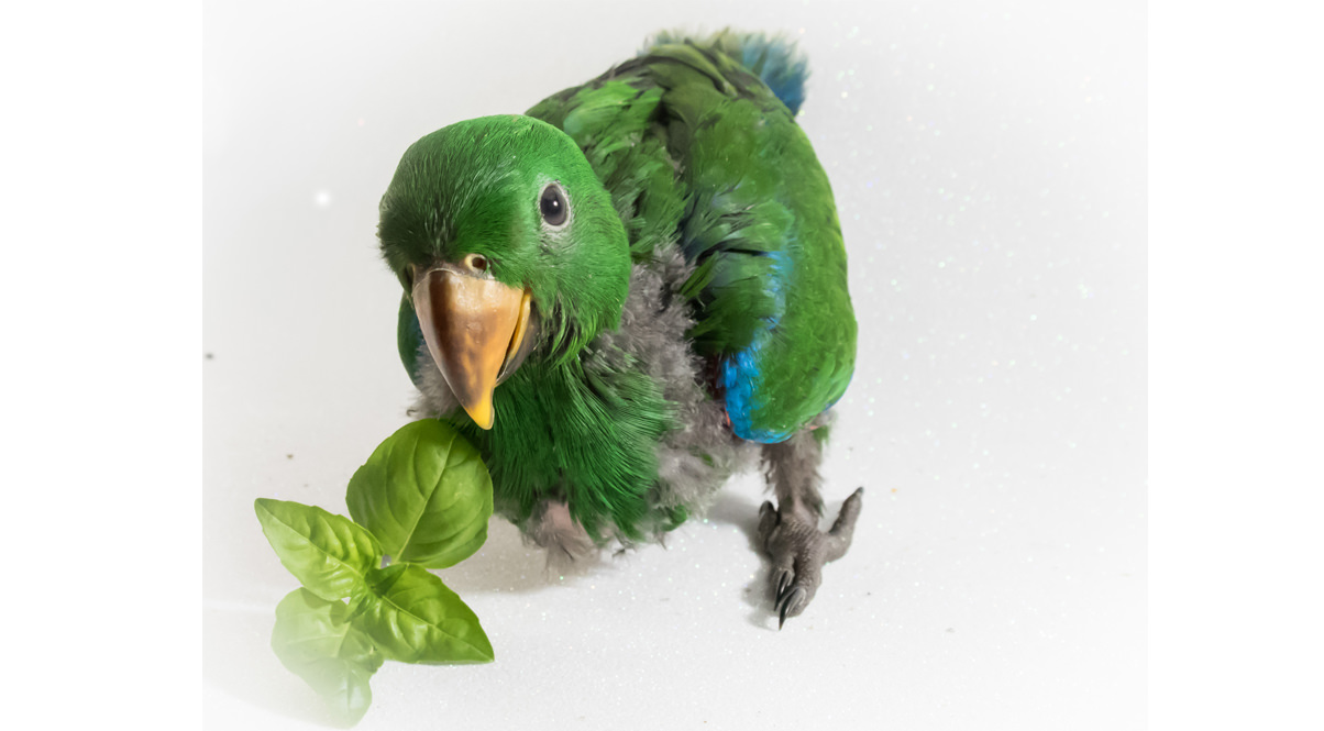 Baby Male Eclectus