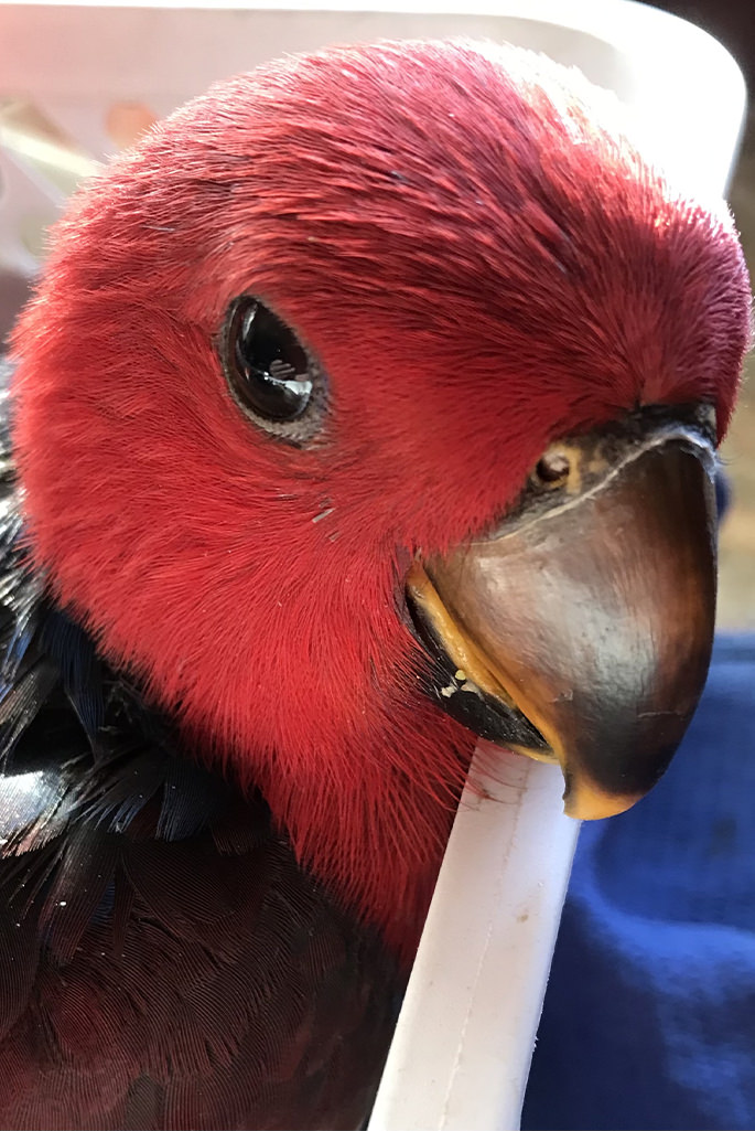 Eclectus hen