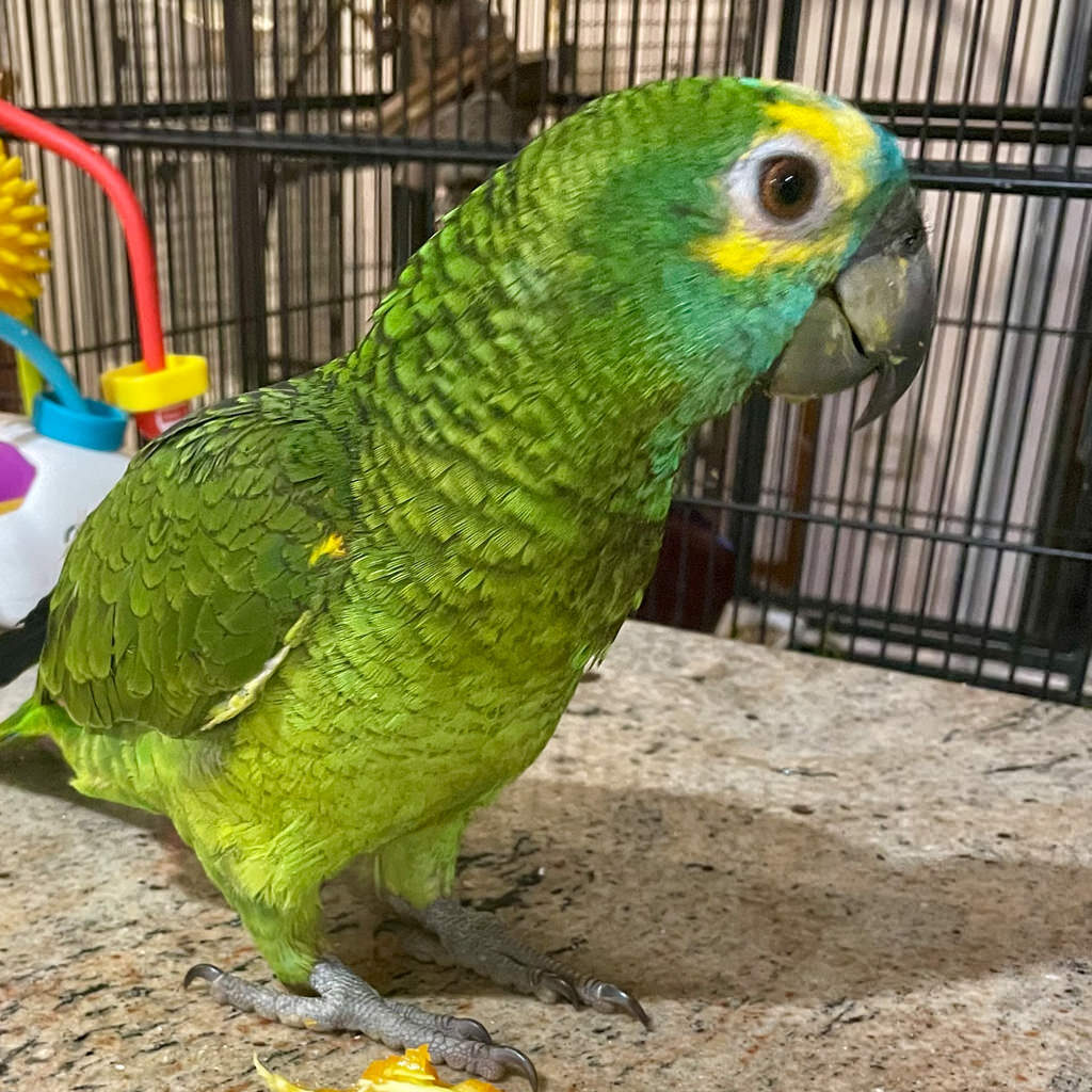 Baby Amazon Parrot