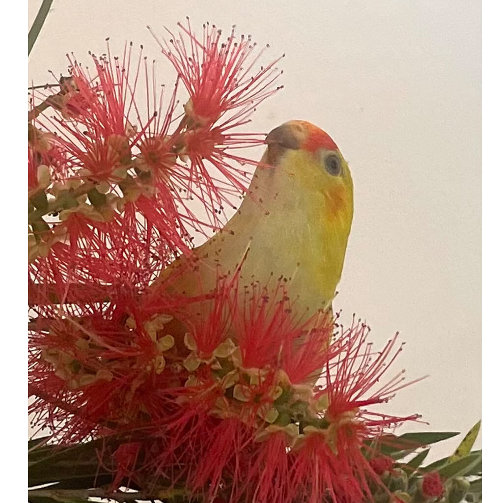 Hand Raised Lorrikeet