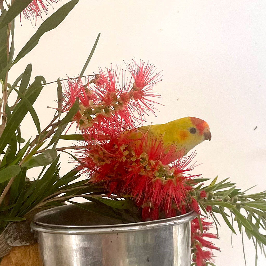 Hand raised lorikeet